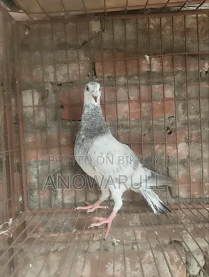 গ্রিজেল বেবি