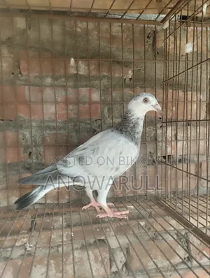 গ্রিজেল বেবি