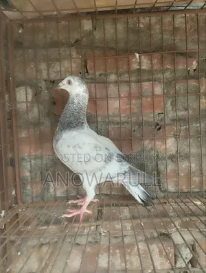 গ্রিজেল বেবি
