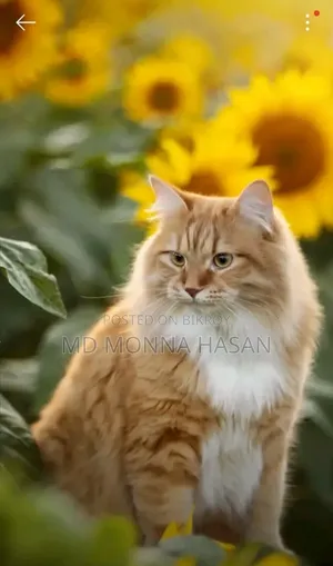 1+ year Male Purebred Persian