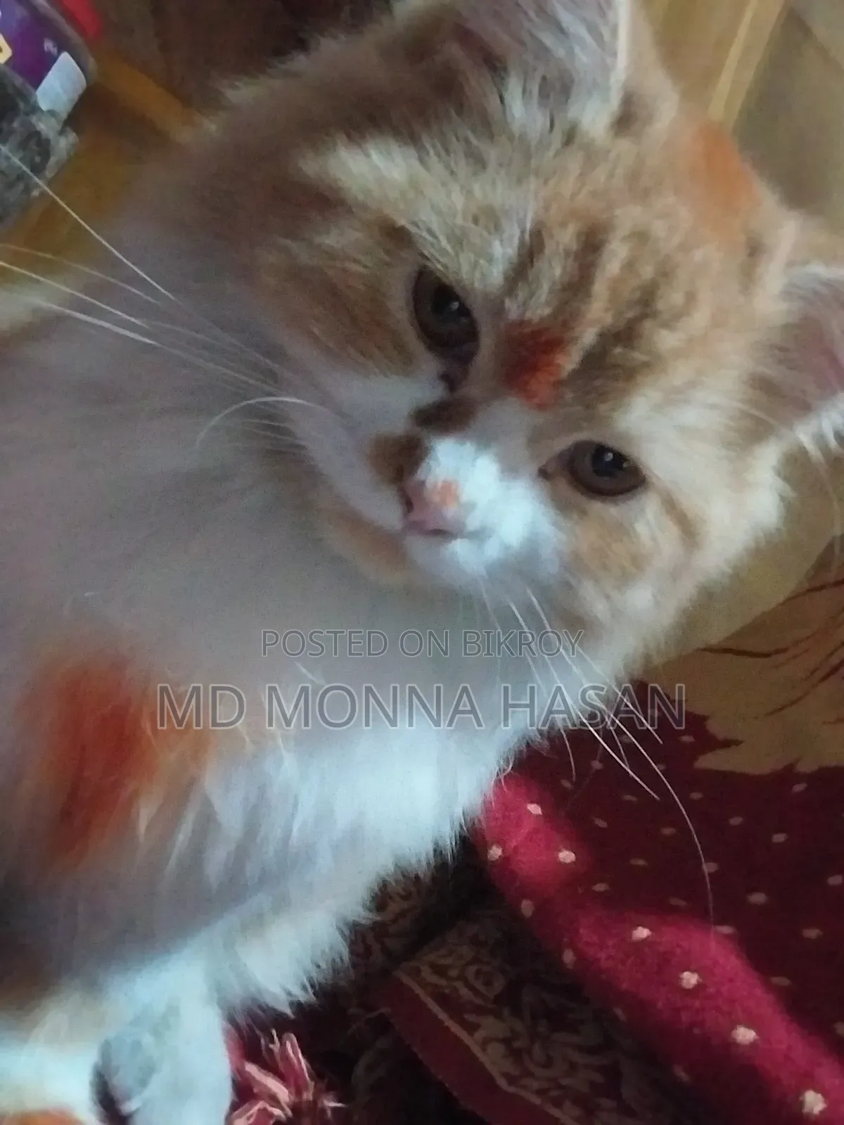 1+ year Male Purebred Persian