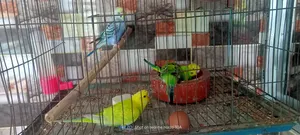এক জোড়া বাচ্চা বাজিগর পাখি বিক্রি করা হবে।