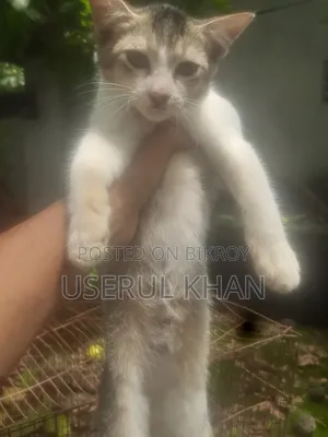 1-3 months Female Mixed Breed Persian