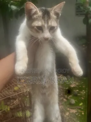 1-3 months Female Mixed Breed Persian