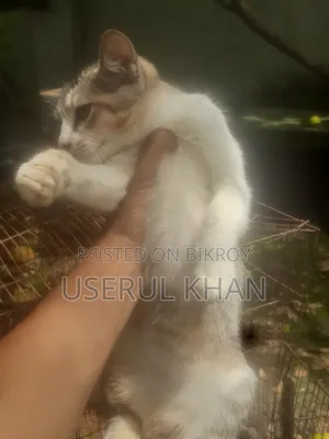 1-3 months Female Mixed Breed Persian