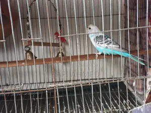 বাজরিগার ফিমেল (খাঁচা সহ)