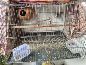 বাজরিগার ফিমেল (খাঁচা সহ)