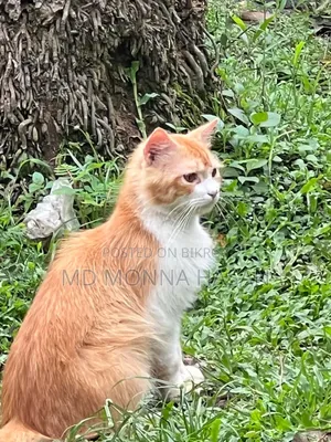 1+ Year Male Purebred Persian
