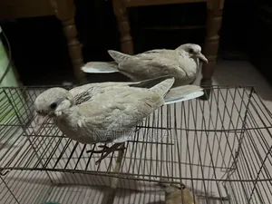 Australian Pigon Sell