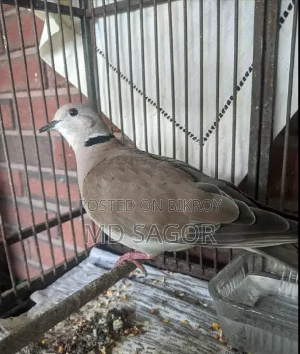 একজোড়া ঘুঘু পাখি বিক্রি হবে