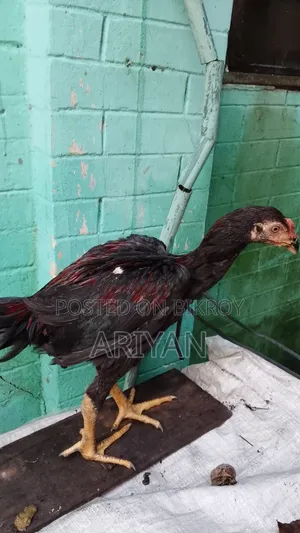 Fighter Rooster