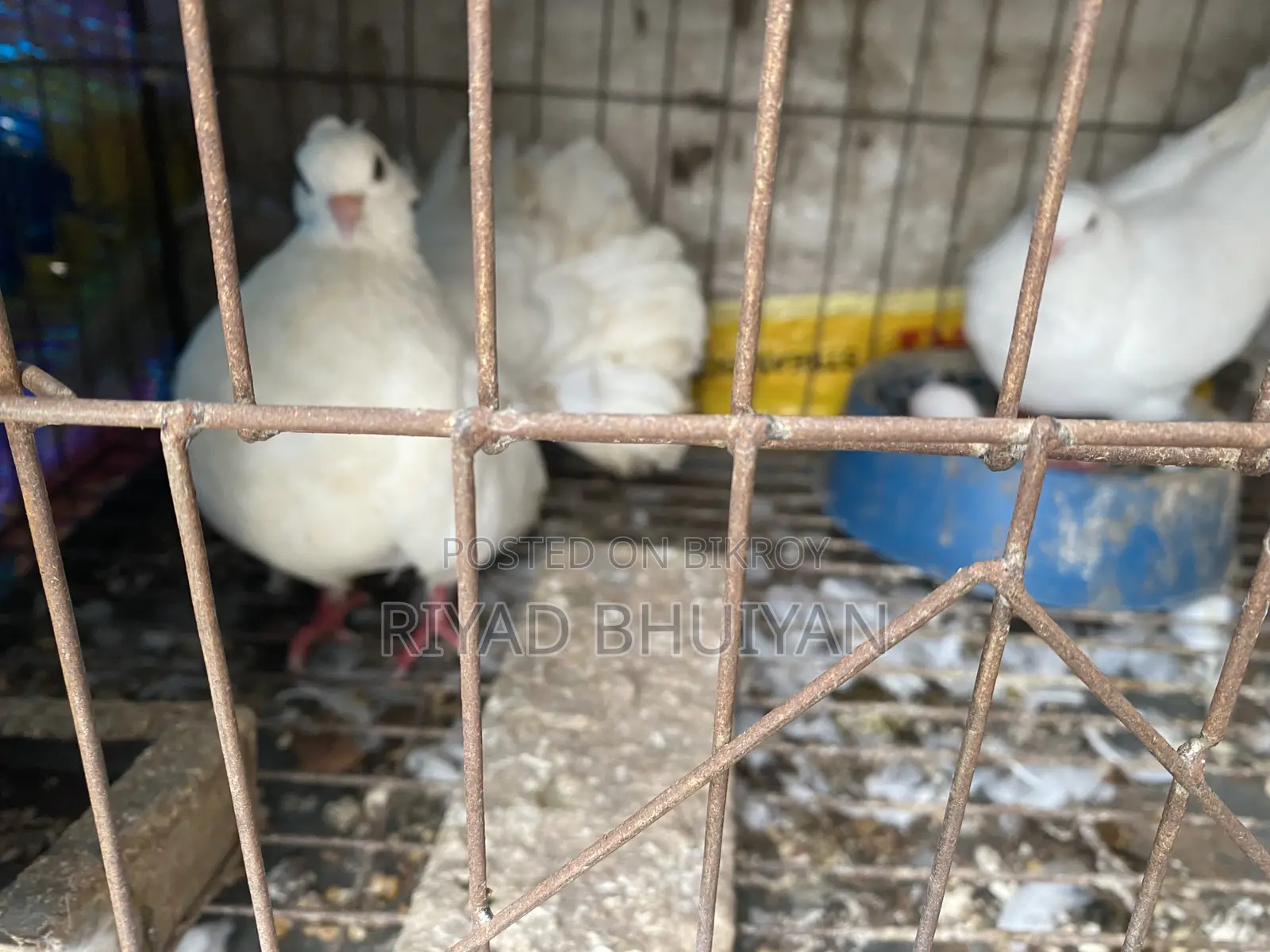 Fancy Pigeons