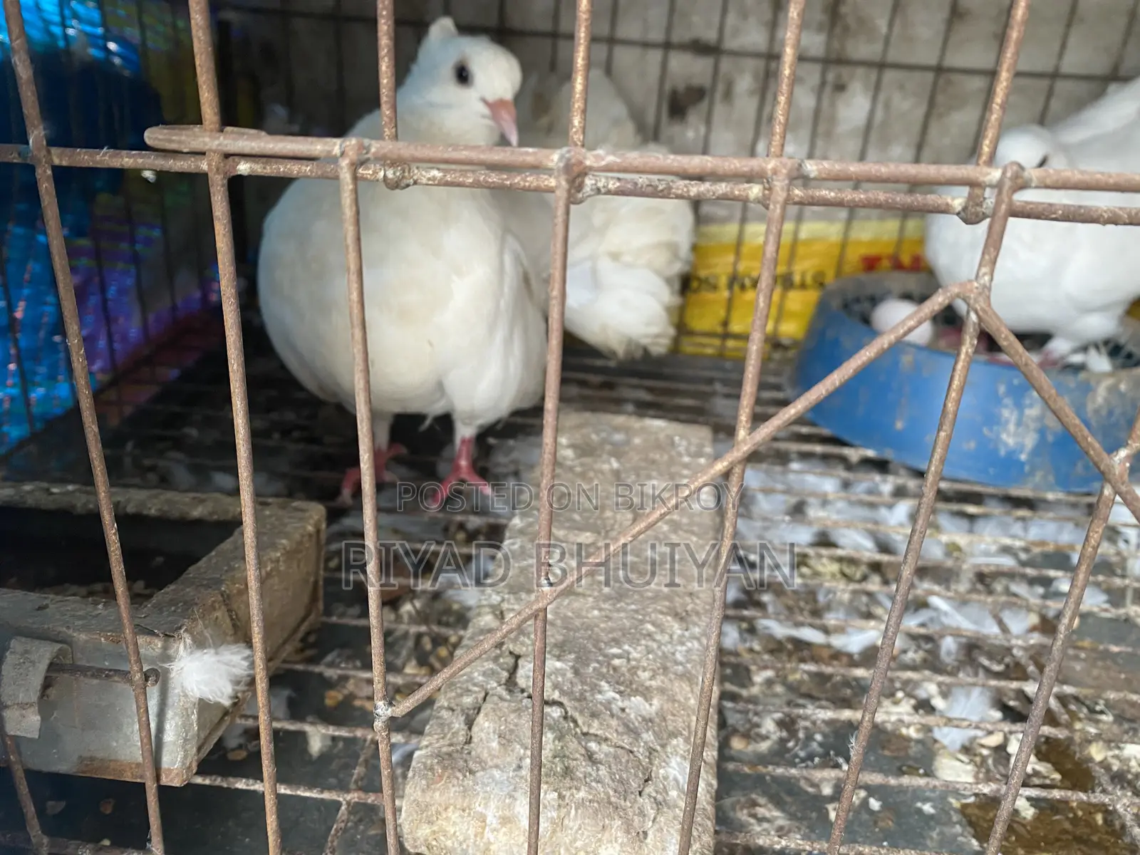 Fancy Pigeons