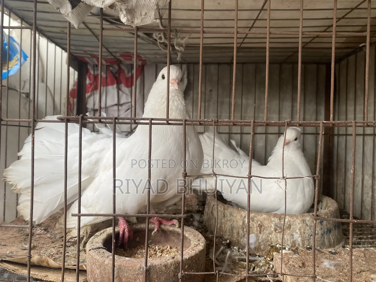 Fancy Pigeons