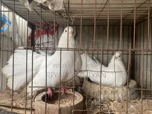 লোক্কা কবুতর