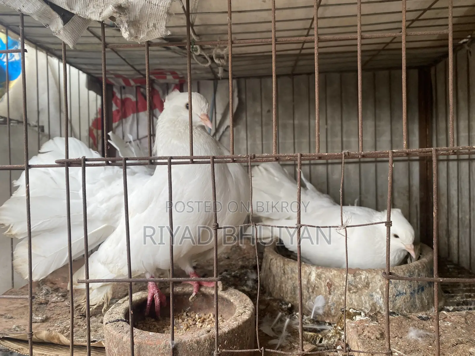 Fancy Pigeons