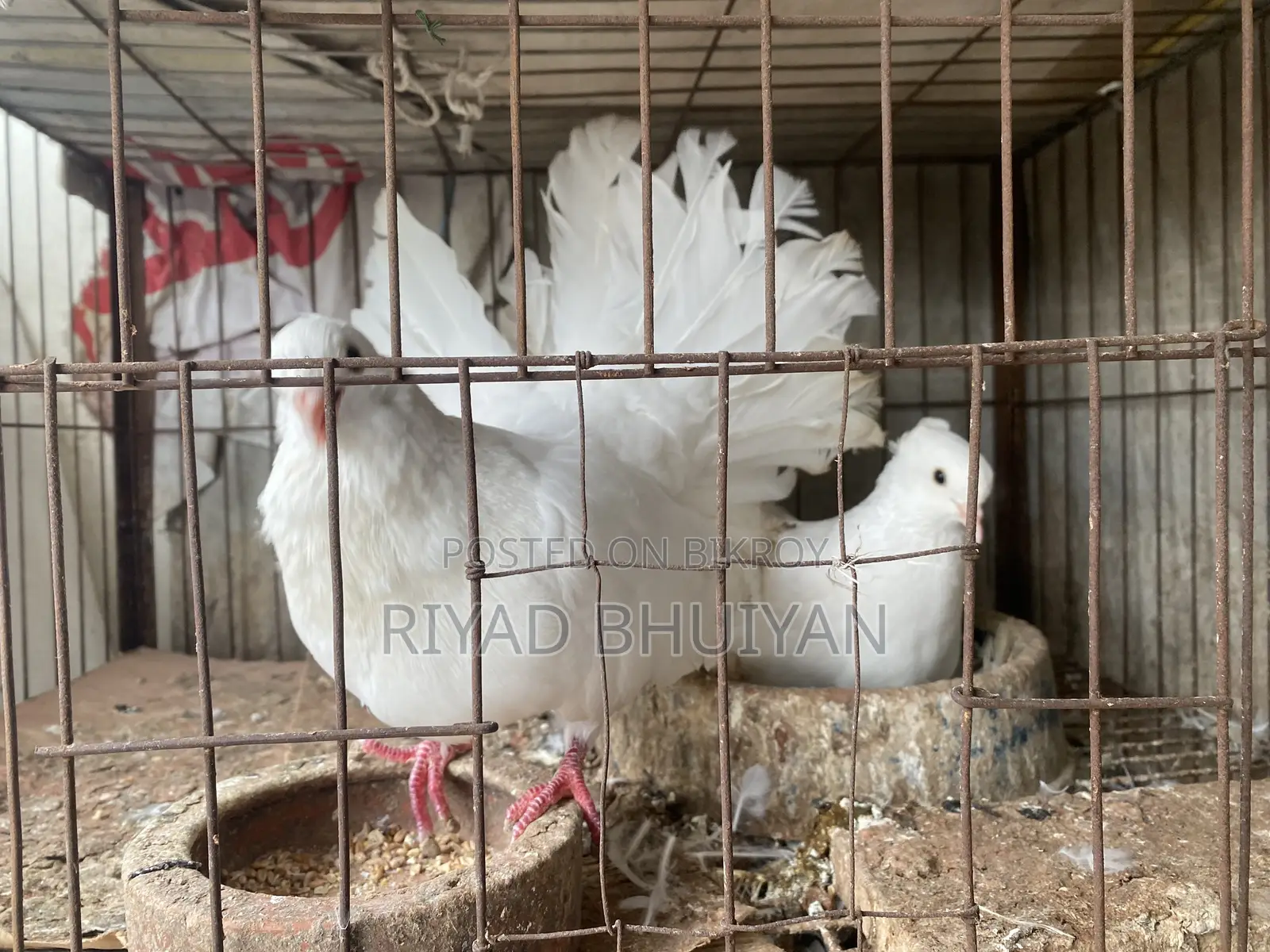 Fancy Pigeons