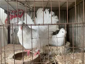 Fancy Pigeons