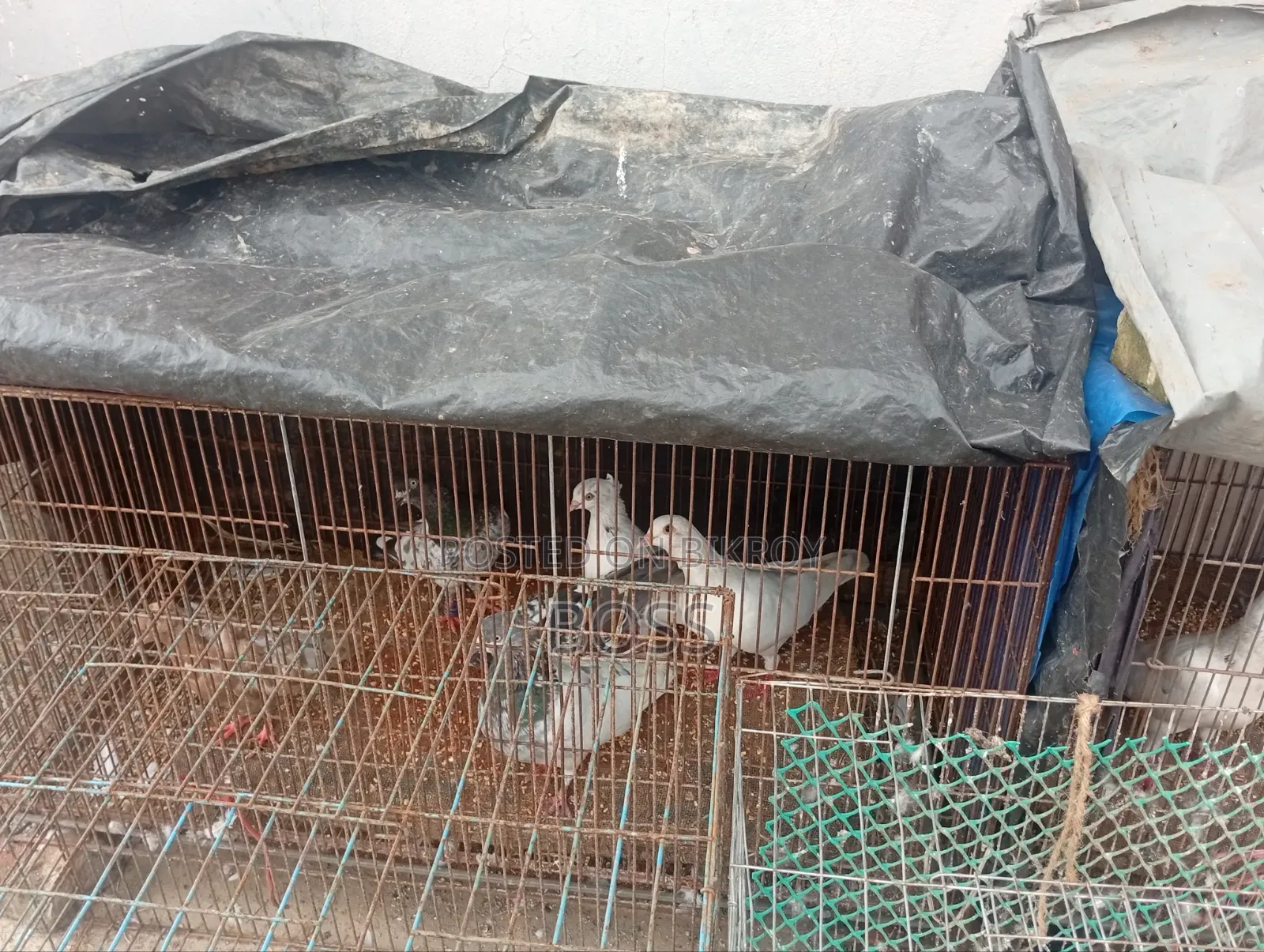 রানিং জোড়া কবুতর
