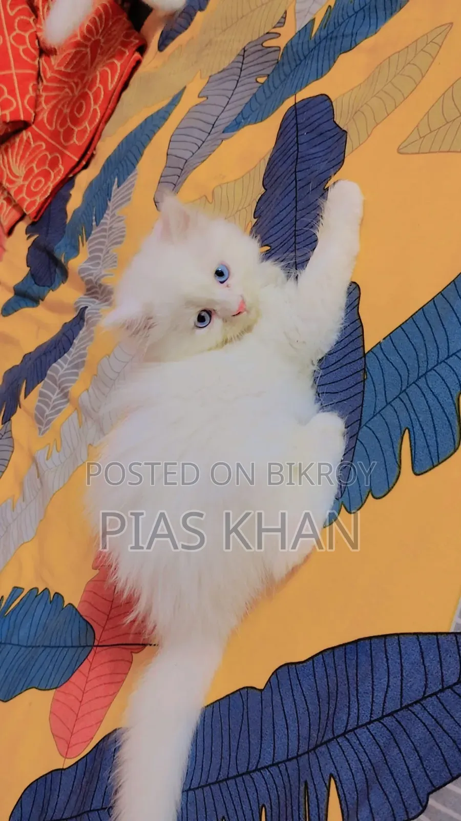 1-3 Months Female Purebred Persian