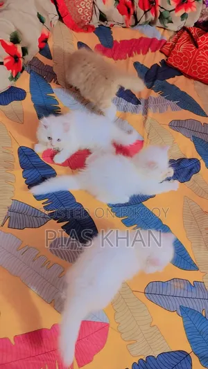 1-3 Months Female Purebred Persian
