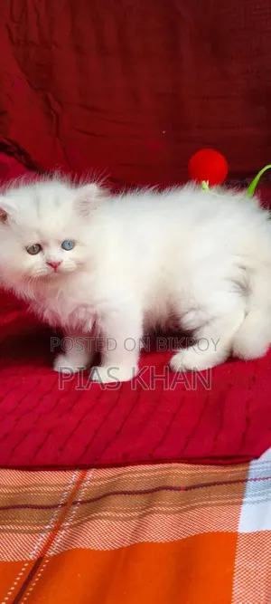 1-3 Months Female Purebred Persian