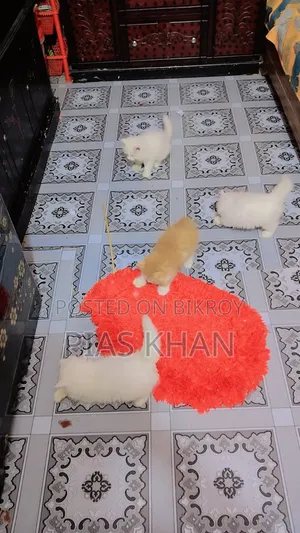 1-3 Months Female Purebred Persian