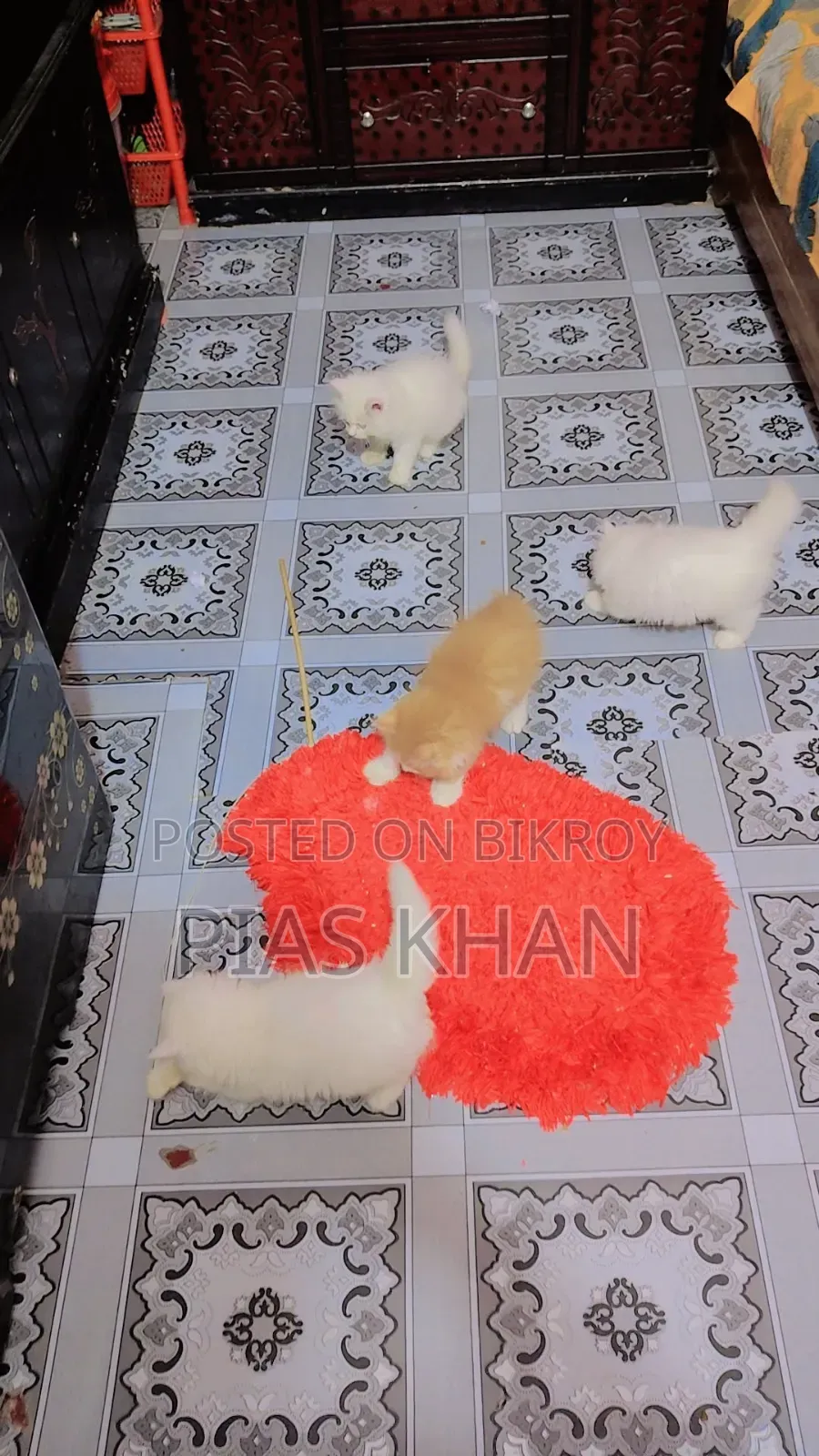 1-3 Months Female Purebred Persian