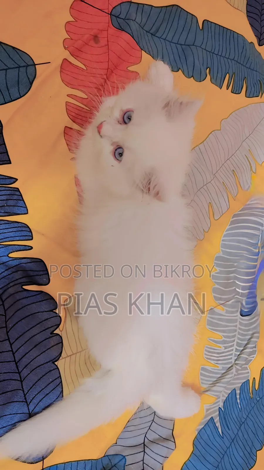 1-3 Months Female Purebred Persian