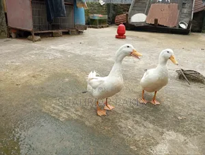 2 White Male Ducks