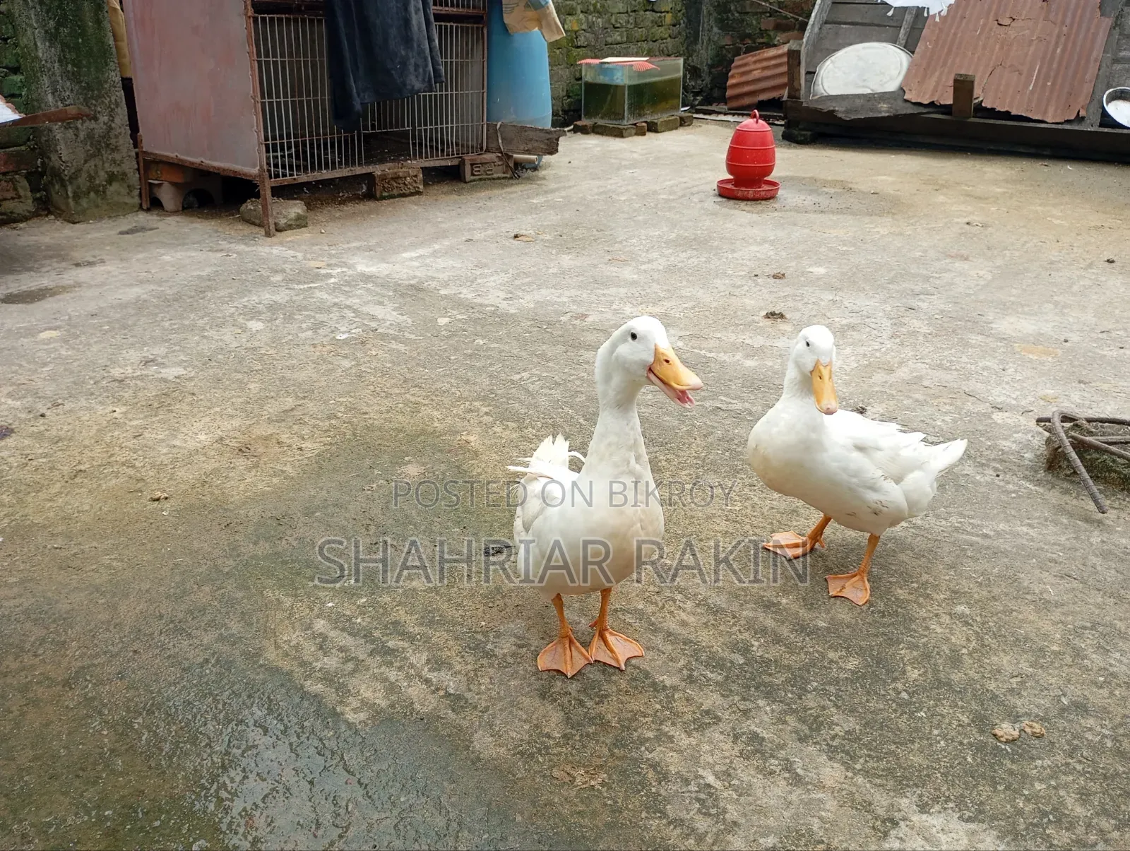 2 White Male Ducks