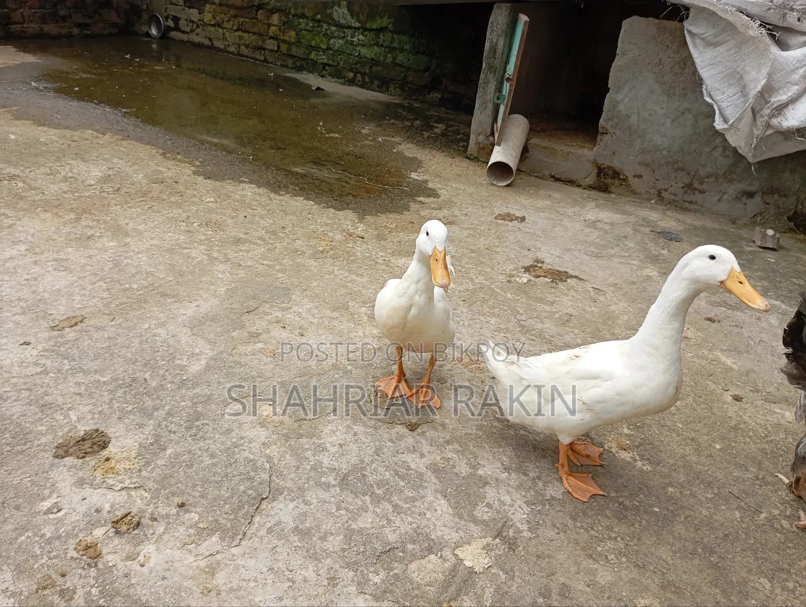 2 White Male Ducks