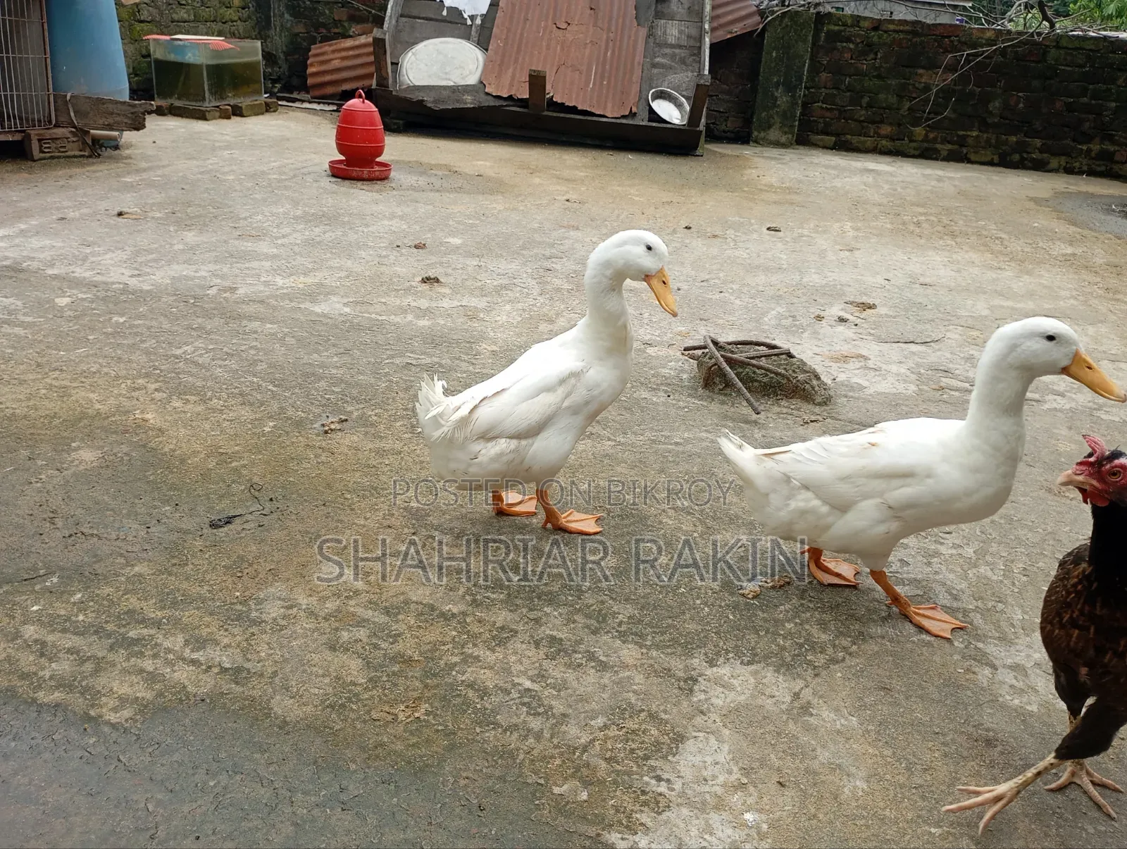 2 White Male Ducks