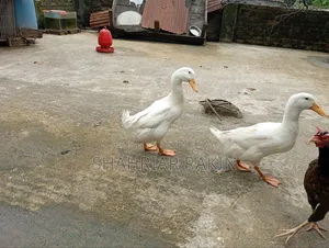 2 White Male Ducks