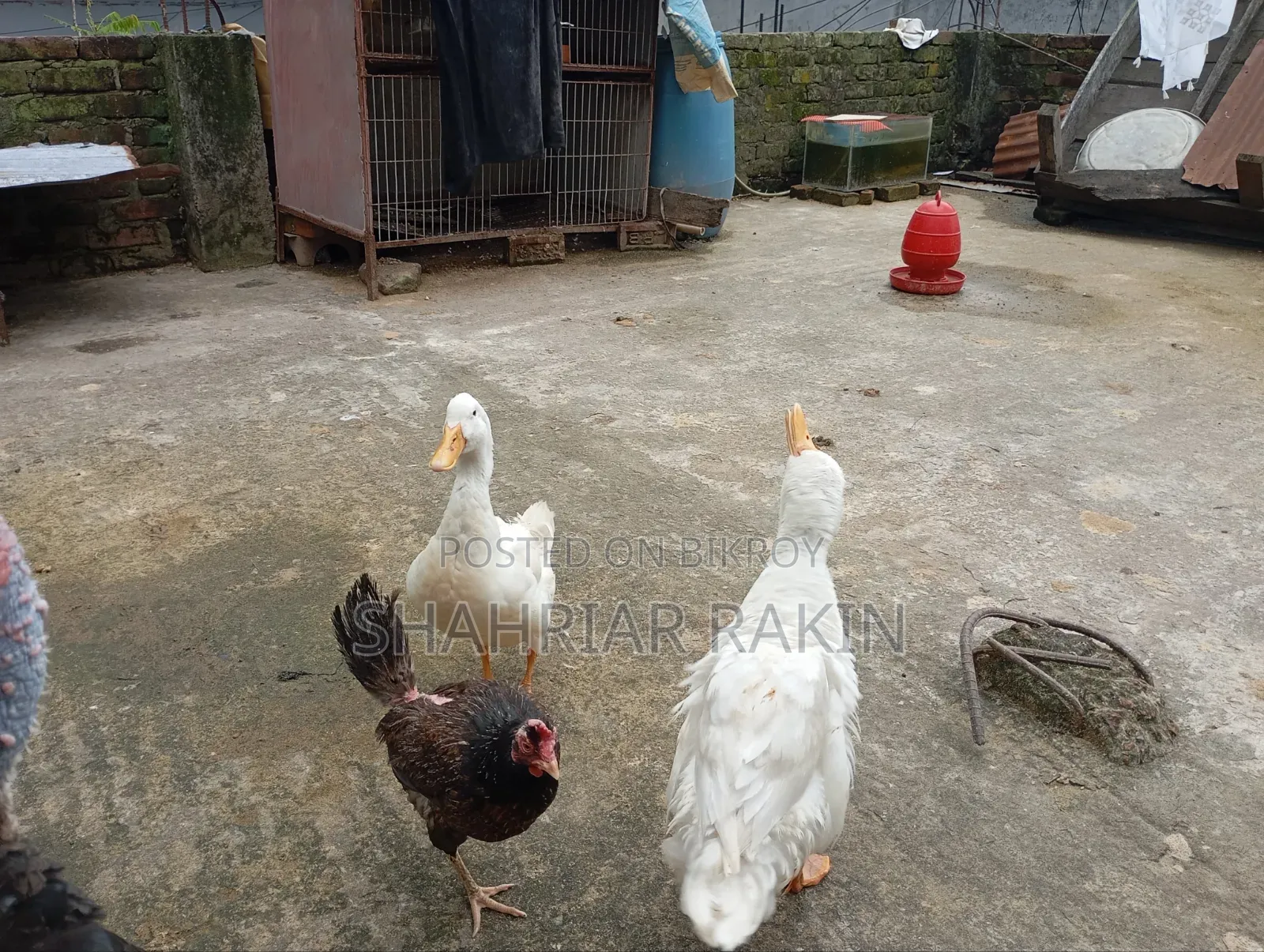 2 White Male Ducks