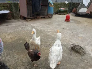 2 White Male Ducks