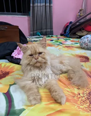 6-12 months Female Purebred Persian
