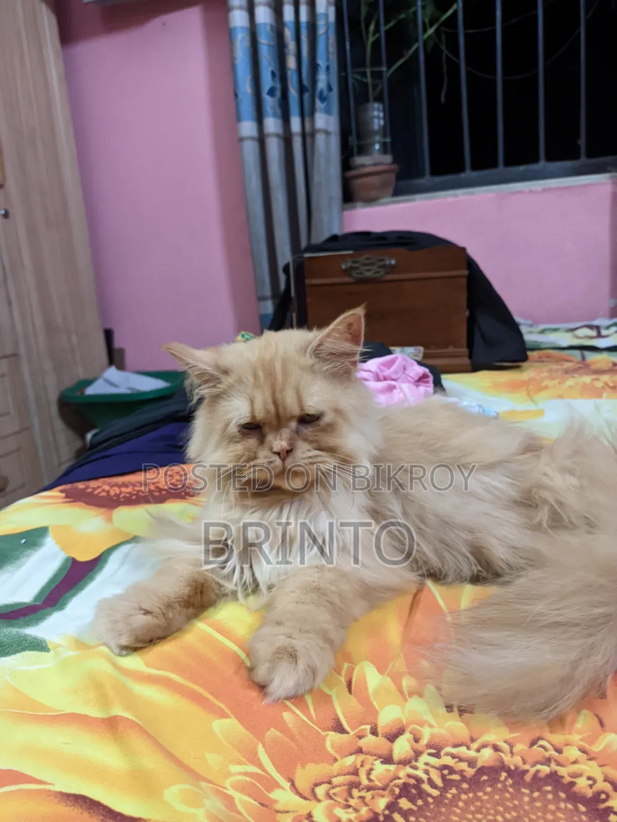 6-12 months Female Purebred Persian