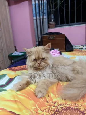 6-12 months Female Purebred Persian