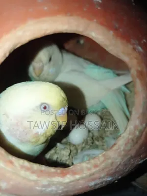 ডিম সহ এক জোড়া রেড আই এলবিনো বিক্রি