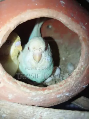 ডিম সহ এক জোড়া রেড আই এলবিনো বিক্রি