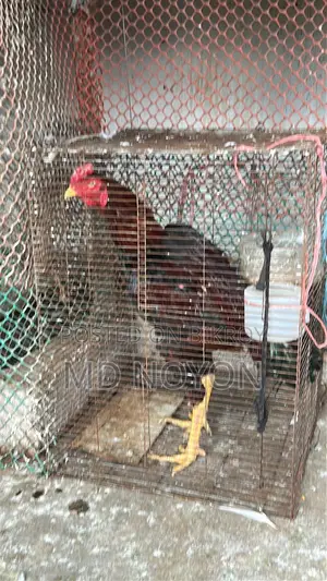 High Quality Asil Rooster