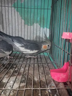 এক জোড়া রানিং ককাটেল