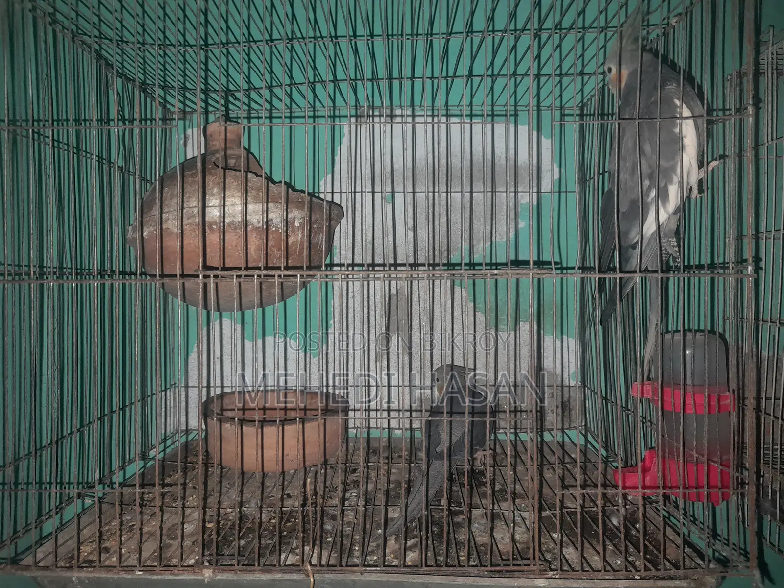 এক জোড়া রানিং ককাটেল