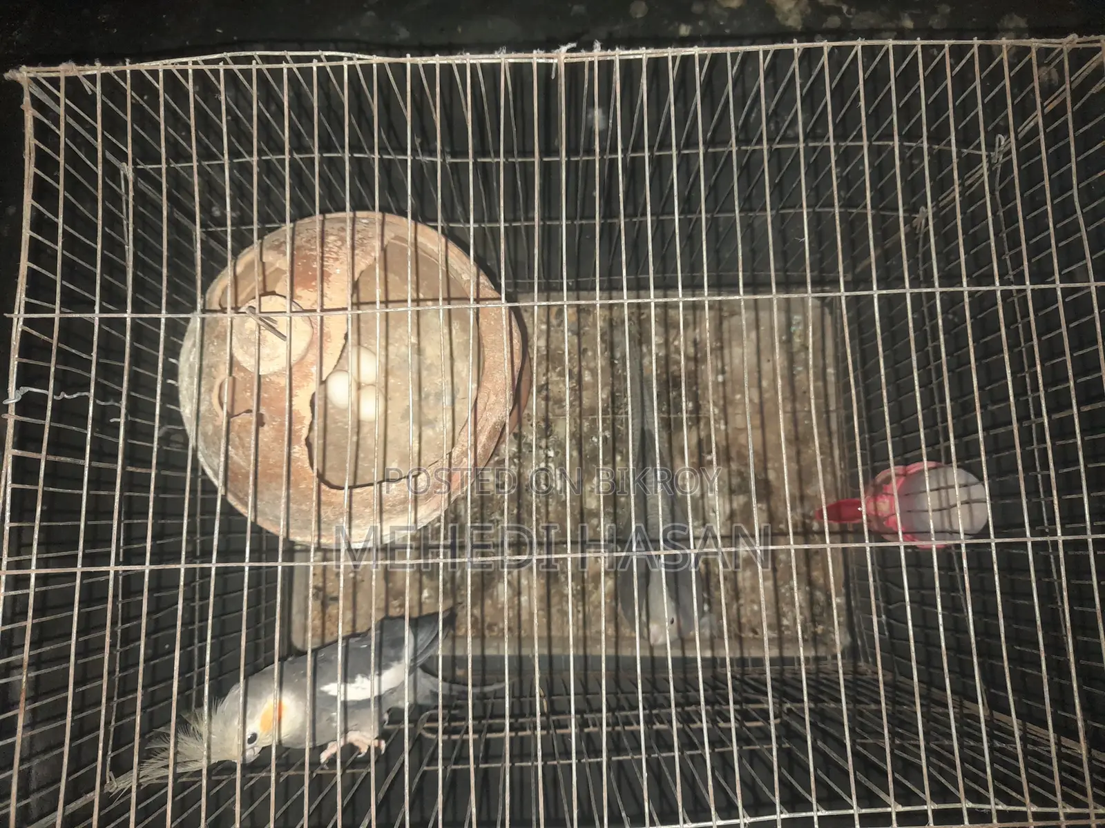 এক জোড়া রানিং ককাটেল