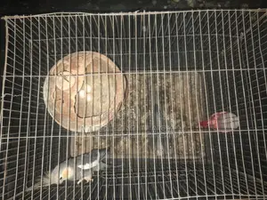 এক জোড়া রানিং ককাটেল