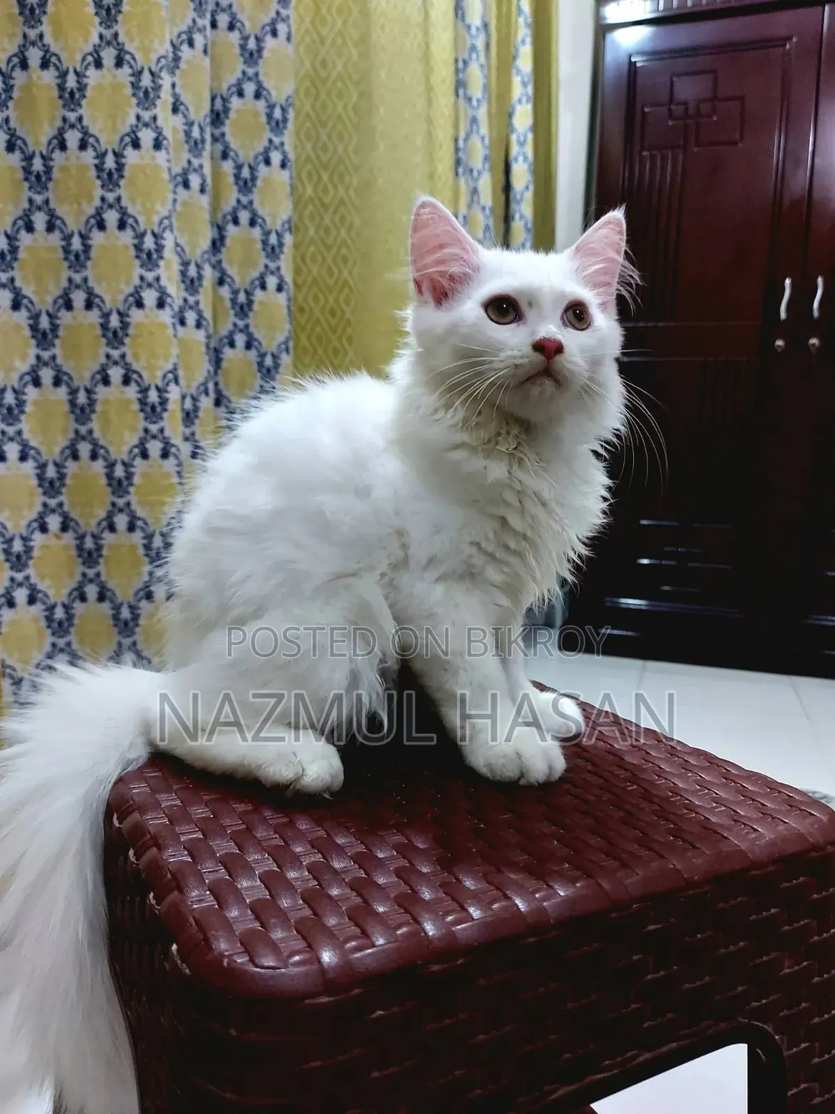 ১-৩ মাসের মেল মিক্সড ব্রিড মেইন কুন