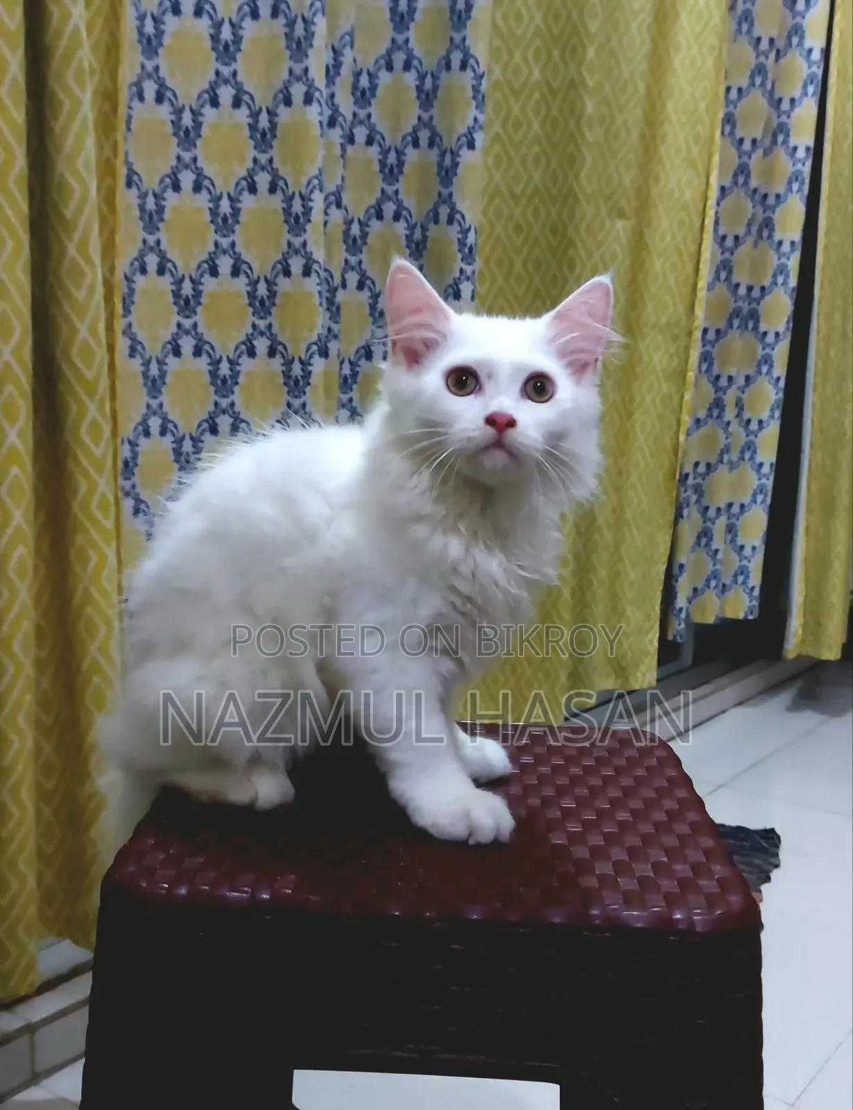 ১-৩ মাসের মেল মিক্সড ব্রিড মেইন কুন