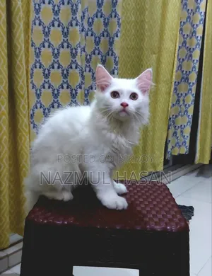 ১-৩ মাসের মেল মিক্সড ব্রিড মেইন কুন