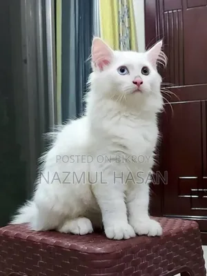 ১-৩ মাসের মেল মিক্সড ব্রিড মেইন কুন
